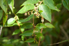 Gaultheria leucocarpa