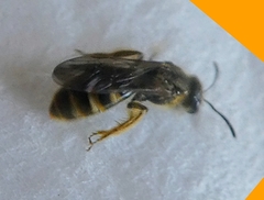 Insecta