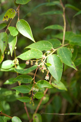 Gaultheria leucocarpa