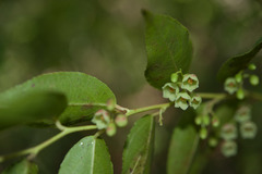 Gaultheria leucocarpa