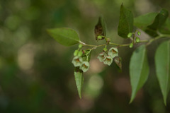 Gaultheria leucocarpa