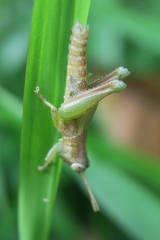 Pseudoxya