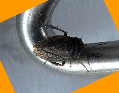 Hemiptera