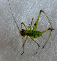 Phaneroptera