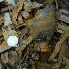 Pisolithus croceorrhizus