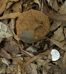 Pisolithus croceorrhizus