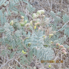 Prosopis farcta