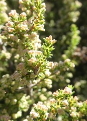 Erica paniculata