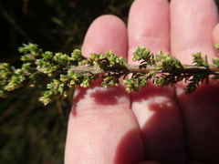 Erica paniculata