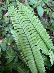 Hymenasplenium cheilosorum