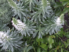 Echium hierrense