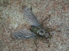 Ornithomya avicularia