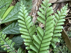 Hymenasplenium cheilosorum