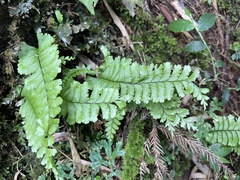 Hymenasplenium cheilosorum