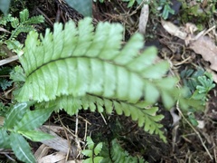 Hymenasplenium cheilosorum