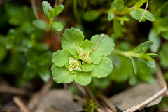 Chrysosplenium hebetatum