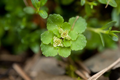 Chrysosplenium hebetatum