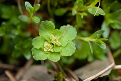 Chrysosplenium hebetatum