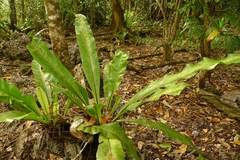 Asplenium australasicum