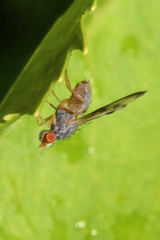 Palloptera umbellatarum