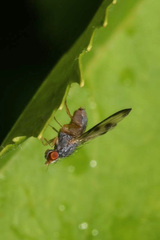 Palloptera umbellatarum