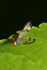 Palloptera umbellatarum