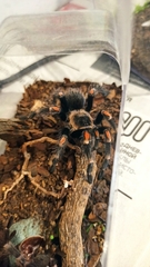 Brachypelma auratum
