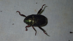 Pelidnota granulata