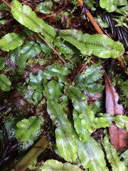 Conocephalum conicum