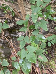 Akebia trifoliata