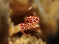 Trapezia rufopunctata