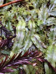 Conocephalum conicum