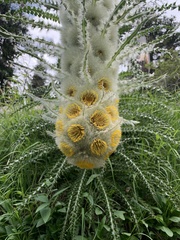 Cirsium funkiae