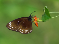 Euploea midamus