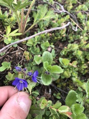 Veronica grandiflora