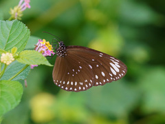 Euploea crameri