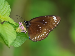 Euploea midamus