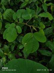 Pseudarthria viscida