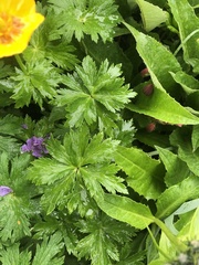 Trollius riederianus