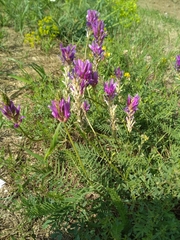 Astragalus onobrychis