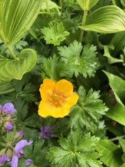 Trollius riederianus