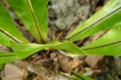 Asplenium australasicum