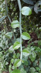 Cissus quadrangularis