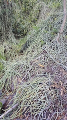 Cissus quadrangularis