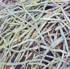 Cissus quadrangularis