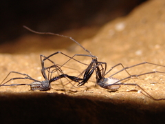 Ischyropsalis strandi