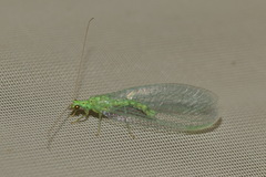 Pseudomallada ventralis
