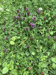 Prunella vulgaris