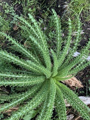 Cirsium funkiae
