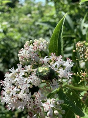 Cetonia aurata
